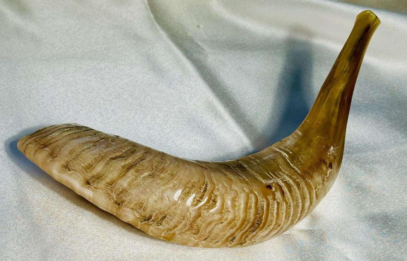 Yom Kippur Polish Kosher Genuine Shofar Horn, Ram Shofar Horn, shofar wall art, Judaica from Israel, Jewish gift, made in israel, jewish