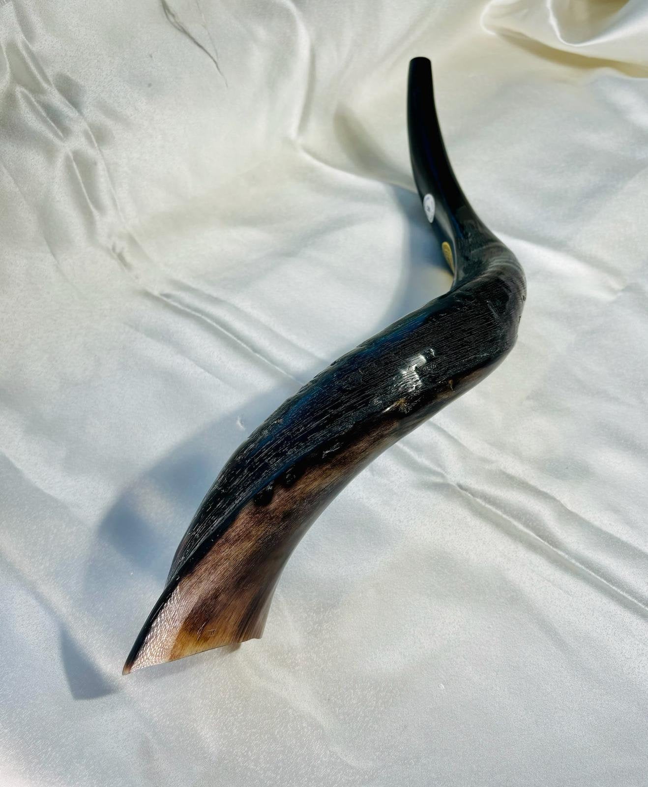 Genuine Shofar Horn, Yom Kippur, Kosher Kudo Shofar Horn, Yemenite Shofar, shofar art wall, christian gift, Jewish gift, made in israel